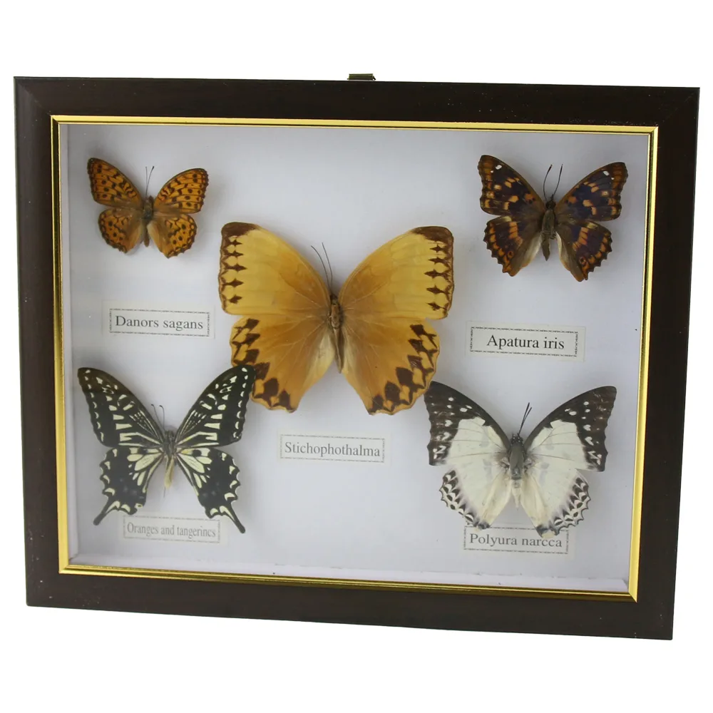 Tablou cu 5 fluturi naturali 28 x 23 cm, modele variate - imagine 2