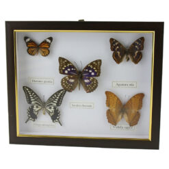 Tablou cu 5 fluturi naturali 28 x 23 cm, modele variate - imagine 3