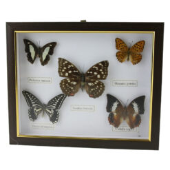 Tablou cu 5 fluturi naturali 28 x 23 cm, modele variate - imagine 4