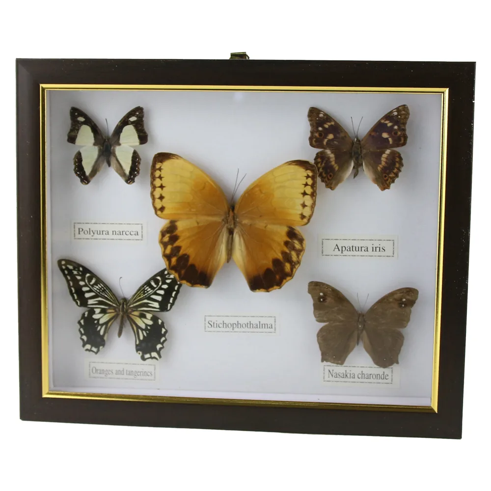 Tablou cu 5 fluturi naturali 28 x 23 cm, modele variate - imagine 5